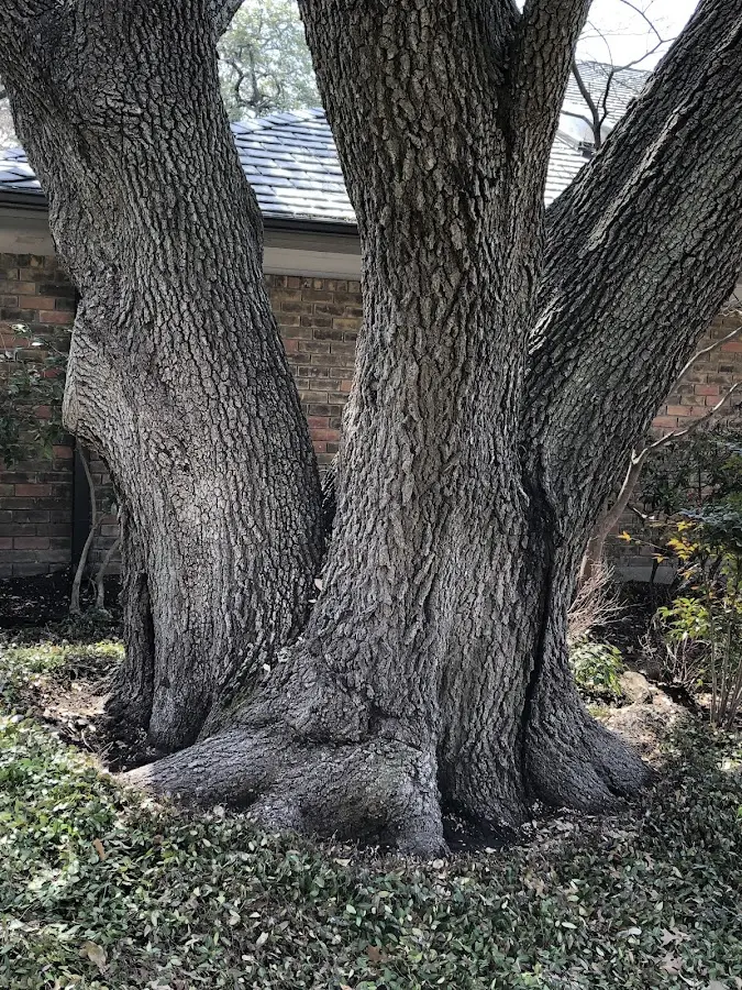Mature heritage tree close to a Ainsworth property cared for by certified arborists